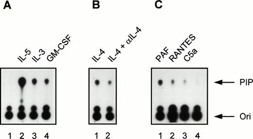 Fig. 1. Induction of PI3K activity by cytokines and chemoattractants in human eosinophils. (A) Eosinophils (2 × 106) were left unstimulated for 5 minutes at 37°C (lane 1) or stimulated with the cytokines IL-5 (10−9 mol/L), IL-3 (10−9 mol/L), and GM-CSF (6 × 10−8mol/L) for 5 minutes at 37°C (lanes 2 to 4). Densitometric analysis showed that the fold induction compared with the unstimulated control (lane 1) was 61.7 (lane 2), 20.4 (lane 3), and 14.4 (lane 4). (B) Eosinophils (2 × 106) were stimulated with IL-4 (10−8 mol/L, lane 1) or with IL-4 (10−8mol/L) in combination with a MoAb directed against IL-4 (lane 2). The fold induction compared with the unstimulated control (lane 1) was 14.7 (lane 2) and 6.2 (lane 3). (C) In lanes 1 to 3, eosinophils (2 ×106) were stimulated for 1 minute at 37°C with PAF (10−6 mol/L), RANTES (10−6 mol/L), C5a (10−8 mol/L), respectively. Lane 4 represents an unstimulated control sample that was kept at 37°C for 1 minute. The fold induction compared with the unstimulated control (lane 4) was 15.3 (lane 1), 6.3 (lane 2), and 3.0 (lane 3). The experiment shown is representative of three other experiments.
