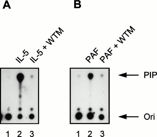 Fig. 2. Effect of the PI3K inhibitor wortmannin on IL-5 and PAF-induced PI3K activity in human eosinophils. All samples (2 × 106 cells) were pretreated for 15 minutes at 37°C in the presence or absence of 30 nmol/L wortmannin (WTM). (A) Eosinophils were stimulated with IL-5 (10−9 mol/L) for 5 minutes at 37°C (lanes 2 and 3). Lane 1 represents PI3K activity in unstimulated eosinophils not treated with WTM and incubated at 37°C for 5 minutes. Densitometric analysis showed that the fold induction compared with the unstimulated control (lane 1) was 49.8 (lane 2) and 1.1 (lane 3). (B) Eosinophils were left untreated (lane 1, 1 minute at 37°C) or stimulated with PAF (10−6 mol/L) for 1 minute at 37°C (lanes 2 and 3). The fold induction compared with the unstimulated control (lane 1) was 24.3 (lane 2) and 1.2 (lane 3). The experiment shown is representative of three other experiments (n = 3).