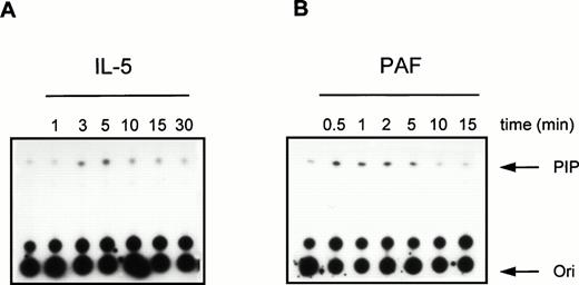 Fig. 3. Time-course of PI3K activation in human eosinophils treated with IL-5 and PAF. Eosinophils (1.5 × 106) were treated with (A) IL-5 (10−9 mol/L) or (B) PAF (10−6 mol/L) at 37°C for the indicated time intervals. After cell lysis and immunoprecipitation, PI3K activity was detected as previously described.