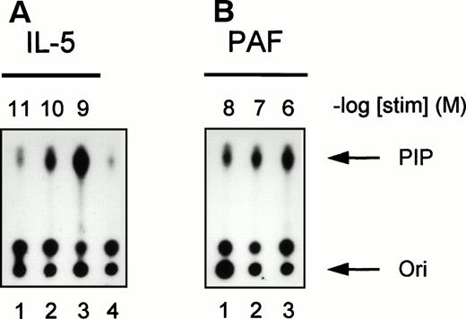 Fig. 4. Concentration-dependence of IL-5 and PAF on PI3K activation in human eosinophils. PI3K activation was detected in human eosinophils (2 × 106) after stimulation with (A) IL-5 (10−11 to 10−9 mol/L) for 5 minutes or (B) PAF (10−8 to 10−6 mol/L) for 1 minute at 37°C. Lane 4 represents the unstimulated control for both experiments. The experiment shown is representative of three other experiments.