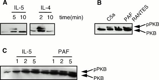 Fig. 5. Cytokines and chemoattractants stimulate phosphorylation of PKB in human eosinophils. Phosphorylation was measured by an SDS-PAGE mobility shift as described in Materials and Methods. (A) Eosinophils (2 × 106) were stimulated with the cytokines IL-5 (10−9 mol/L), and IL-4 (10−8 mol/L) at 37°C for the indicated time intervals. (B) Eosinophils (2 × 106) were stimulated with the chemoattractants C5a (10−8 mol/L), PAF (10−6 mol/L), and RANTES (10−6) for 2 minutes at 37°C. (C) Eosinophils (2 × 106) were treated with IL-5 (10−9 mol/L) and PAF (10−6 mol/L) at 37°C for the indicated time intervals.