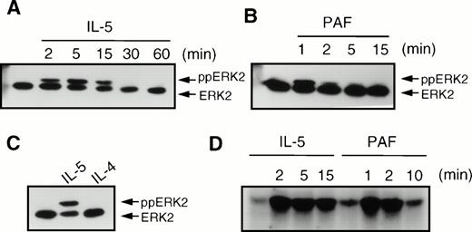 Fig. 6. Effect of cytokines and chemoattractants on the phosphorylation of ERK2 in human eosinophils. After stimulation, the eosinophils (2 × 106) were immediately lysed in Laemmli buffer. Phosphorylation of ERK2 (ppERK2) was detected as described in Materials and Methods. (A) Time-course of IL-5 (5 × 10−10 mol/L) induced ERK2 phosphorylation. (B) Time course of phosphorylation of ERK2 by PAF (10−6 mol/L). (C) IL-5 (5 × 10−10 mol/L, 5 minutes), but not IL-4 (10−8 mol/L, 5 minutes) induced ERK2 phosphorylation. (D) Time course of ERK2 activation by IL-5 (10−10 mol/L) and PAF (10−6 mol/L) as measured by MBP phosphorylation. Kinase assays with 7.5 × 106 eosinophils were performed as described in Materials and Methods.