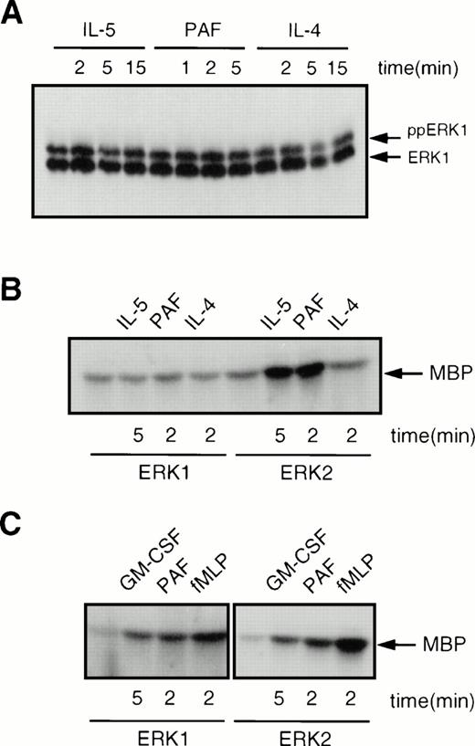 Fig. 7. Comparison of the activation of ERK1 and ERK2 in human eosinophils and neutrophils. (A) ERK1 is constitutively phosphorylated in human eosinophils. Cells (2 × 106) were treated with either IL-5 (10−10 mol/L), PAF (10−6 mol/L) or IL-4 (10−8 mol/L) for the times indicated before lysis and SDS-PAGE analysis. (B) ERK1 is constitutively active, while ERK2 is inducible in human eosinophils. Cells (7.5 × 106) were stimulated with either IL-5 (10−10mol/L), PAF (10−6 mol/L), or IL-4 (10−8mol/L) for the times indicated. Samples were lysed and immunoprecipitated with either ERK1 or ERK2 specific antibodies. Kinase activity was analyzed as described in Materials and Methods. (C) ERK1 and ERK2 activity can both be induced in human neutrophils. Cells (107) were stimulated with either GM-CSF (10−10 mol/L), PAF (10−6 mol/L), or fMLP (10−6 mol/L) for the times indicated. Kinase activity was analyzed as described above.