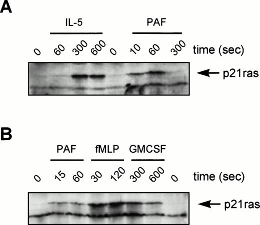 Fig. 8. Activation of p21ras by cytokines and chemoattractants in human eosinophils and neutrophils. In (A) eosinophils (6 × 106) or (B) neutrophils (107) were stimulated as indicated (IL-5, 10−10 mol/L; PAF, 10−6mol/L; fMLP, 10−6 mol/L; GM-CSF, 10−10mol/L) before lysis and incubation with GST-Raf1(RBD) to bind GTP-bound p21ras as described in Materials and Methods. Samples were analyzed by SDS-PAGE and immunoblotting with a MoAb against p21ras. The position of GTP-bound p21ras is marked by an arrowhead. This is representative of three individual experiments.
