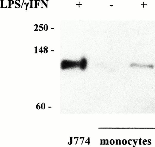 Fig. 2. Induction of iNOS accumulation in LPS/IFN-γ–treated monocytes. Cytosolic extracts were prepared from untreated monocytes and from monocytes and murine J774 macrophages treated with cytokines for 24 hours as described in Fig 1. Proteins (100 μg) of treated and untreated monocytes and 25 μg of J774 cells were analyzed on SDS 10% polyacrylamide gels and blotted to filters that were incubated with primary (anti-iNOS, 1:500 dilution) and secondary antibody as described in Materials and Methods. Bands were visualized by chemiluminescence. Migration of molecular mass markers (myosin, phosphorylase B, and glutamic dehydrogenase, 250, 148, and 60 kD, respectively) loaded on the same gel is shown on the left. Similar results were obtained in all the experiments on cytokine stimulation of both monocytes and monocyte-derived macrophages. Accumulation of iNOS was detected in human monocytes after LPS/IFN-γ stimulation, although to a lower extent than in mouse J774 macrophages.
