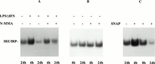 Fig. 3. Effect of NO on IRP activity in monocytes from control subjects. (A) Monocytes of control subjects were treated with 100 U/mL IFN-γ plus 1 μg/mL LPS for 4 and 24 hours, in the presence and absence of 0.1 mmol/L NMMA. IRP activity and TNF-α were determined as described in Fig 1. (B) Monocytes of control subjects were incubated for 4 and 24 hours in the presence and absence of 0.1 mmol/L NMMA. (C) Monocytes of control subjects were treated with 0.5 mmol/L SNAP for 4, 8, and 24 hours. Lysates were assayed for IRP activity as described in Fig 1. The results of treatment with the iNOS inhibitor NMMA and with the NO donor SNAP indicated a role for NO in the modulation of monocyte IRP activity by cytokines.