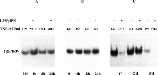 Fig. 5. Effect of LPS/IFN-γ on IRP activity in monocytes from GH patients. Monocytes of GH patients were incubated for 4, 8, and 24 hours in the presence (A) and in absence (B) of cytokines (100 U/mL IFN-γ + 1 μg/mL LPS). Monocytes of control subjects (C), patients with GH, and secondary hemochromatosis (SH) were treated with LPS/IFN-γ for 24 hours (C). IRP activity and TNF-α were determined as described in Fig 1. IRP activity in monocytes from patients with GH rose transiently 4 hours after stimulation with LPS/IFN-γ but was not downregulated at 24 hours. On the contrary, in cells from SH patients IRP downregulation was observed at 24 hours.