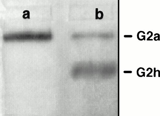 Fig. 1. Sensitivity of rat exosomal AChE to PI-PLC. (A) Nondenaturing gel electrophoresis. Lane a, detergent extract of rat exosomes; lane b, detergent extract of exosomes treated by PI-PLC as outlined in Materials and Methods. (B) Sedimentation analysis. Samples of exosomal detergent extracts, treated (○) or not (•, ▵) by PI-PLC, were layered on 5% to 20% sucrose gradients containing (•) or not (○, ▵) 1% Triton X-100, and centrifuged for 19 hours at 36,000g. Collected fractions were assayed for AChE activity as described in Materials and Methods. The vertical arrows indicate the positions of E coli β-galactosidase (16S) and alkaline phosphatase (6.1S).