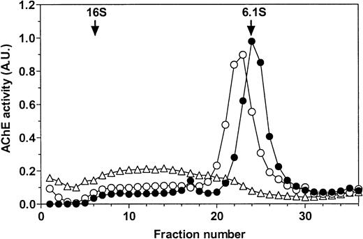 Fig. 1. Sensitivity of rat exosomal AChE to PI-PLC. (A) Nondenaturing gel electrophoresis. Lane a, detergent extract of rat exosomes; lane b, detergent extract of exosomes treated by PI-PLC as outlined in Materials and Methods. (B) Sedimentation analysis. Samples of exosomal detergent extracts, treated (○) or not (•, ▵) by PI-PLC, were layered on 5% to 20% sucrose gradients containing (•) or not (○, ▵) 1% Triton X-100, and centrifuged for 19 hours at 36,000g. Collected fractions were assayed for AChE activity as described in Materials and Methods. The vertical arrows indicate the positions of E coli β-galactosidase (16S) and alkaline phosphatase (6.1S).