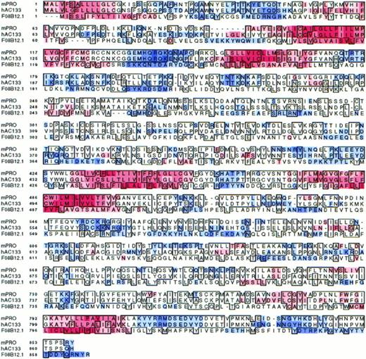 Fig. 1. Sequence alignment of the mouse prominin (mPRO), human AC133 (hAC133), and C elegans open reading frame F08B12.1. Boxes indicate identical amino acid residues in corresponding sequence positions. Red, hydrophobic; blue, hydrophilic.