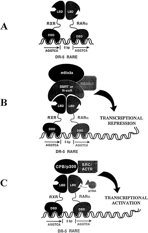 Fig. 1. (A) The retinoic acid receptors, RXR and RARα, harbor distinct DNA-binding domains (DBD) and ligand-binding domains (LBD) and bind as a heterodimer to a specific direct repeat separated by 5 bp making up the retinoic acid response element (RARE). (B) In the absence of ligand, the RXR-RARα heterodimer associates with a transcriptional repressor complex, including N-CoR, mSin3a, and a histone deacetylase (HDAC-1). (C) The addition of all-trans retinoic acid (ATRA) results in a conformational change in the RXR-RAR heterodimer resulting in the release of the repressor complex and recruitment of a transcriptional activator complex exhibiting histone acetyltransferase activity and associated transcriptional activation.