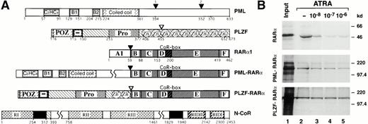 Fig. 1. Differential ATRA sensitivities of N-CoR association with RARα and its PML and PLZF fusions. (A) Schematic representation of PML, PLZF, RARα1, PML-RARα, PLZF-RARα, and N-CoR. RI, RII, and RIII, N-CoR repression domains. RIDII and RIDI, N-CoR interaction domains with RARα. CoR-box, corepressor interaction domain in the RARα. Solid boxes represent the Sin3 interaction domains of N-CoR. Numbers correspond to the amino acids flanking various functional domains, indicated with different patterns, within a given protein. Fusion points between RARα and PLZF or PML are indicated by arrowheads. (B) Binding of RARα, PML-RARα, and PLZF-RARα to GST-N-CoR corepressor (amino acids 1679-2453). Radiolabeled receptors, synthesized in vitro, were incubated with immobilized GST-N-CoR over a range of ATRA concentrations, as indicated. Bound proteins were analyzed by SDS-PAGE and autoradiography.