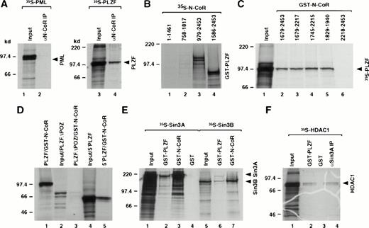 Fig. 3. Mapping of the interaction domains between PLZF and N-CoR. (A) Coimmunoprecipitation of N-CoR and PLZF. PML and PLZF were radiolabeled and incubated with in vitro translated N-CoR. After immunoprecipitation with anti–N-CoR antibody (αN-CoR), proteins were analyzed by SDS-PAGE and autoradiography. Twenty-five percent of input is shown (input). (B) N-CoR mutants (as indicated by amino acids numbers) were labeled in vitro with 35S-methionine, incubated with GST-PLZF affinity matrix, and analyzed in pulldown assays. (C) Partial N-CoR proteins (delineated by amino acid numbers) were expressed in bacteria as GST fusions and used in pulldown assays for in vitro interaction with radiolabeled PLZF. Ten percent of input is shown (input). (D) Various PLZF mutants, as indicated, were radiolabeled and incubated with GST-N-CoR affinity matrix (amino acids 1829-1940, containing the C-terminal Sin3 interaction domain). PLZF▵POZ and 5′PLZF correspond to PLZF without the BTB/POZ domain and the region of PLZF contained in the PLZF-RARα chimeric protein, respectively. Ten percent input is shown (input). (E) Radiolabeled Sin3A and B proteins were incubated with GST-N-CoR (amino acids 1679-2453), GST-PLZF, or GST affinity matrix and analyzed in pulldown assays. Twenty-five percent input is shown (input). (F) HDAC1 was labeled in vitro with 35S-methionine and subjected to either the pulldown assay with GST-PLZF or coimmunoprecipitation with in vitro translated Sin3A protein and anti-Sin3A antibody (αSin3A). Twenty-five percent input is shown (input).