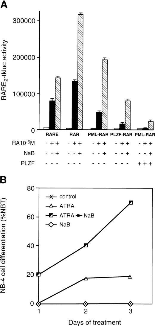 Fig. 5. Histone deacetylase inhibitor NaB relieves repressing activities of RARα chimeric proteins and synergizes with ATRA in differentiation of APL cells. (A) Transcriptional activities of the wild-type and mutant RARs assayed in 293T cells. Cotransfections were performed with RARE2-tkluc reporter plasmid (200 ng), 50 ng of CMV-lacZ control, and a pSG5 expression vectors for the indicated proteins (50 ng each). ATRA (10−6 mol/L) was added alone or in combination with histone deacetylase inhibitor NaB (1 mmol/L). NaB synergizes with ATRA in alleviating the transcriptional inhibition of RARE2-tkluc reporter by PML-RARα and PLZF-RARα. ATRA alone, or together with NaB, had a considerably lower effect on transcriptional activation by PML-RARα, but not by the wild-type RARα (not shown), when an equal amount of the wild-type PLZF expression vector was cotransfected. All cell transfections were performed in 24-well plates (∼105 cells per well per transfection) using calcium phosphate precipitation. (B) NaB potentiated differentiating effects of ATRA on NB-4 cells. The Y-axis indicates the percentage of NBT-positive cells assayed 2 and 3 days after treatment with 500 nmol/L ATRA, no treatment, or treatment with 500 nmol/L ATRA followed by 1 mmol/L of NaB.