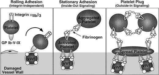 Fig. 1. Integrin signaling in hemostasis. Platelet adhesion to the damaged vessel wall is initiated by platelet rolling, an integrin-independent event mediated by binding of GP Ib-V-X to vWF (left panel). Subsequent stationary adhesion and primary platelet aggregation require inside-out signaling through and ligand binding to αIIbβ3 (center panel). Full platelet spreading, aggregation, and effective hemostatic plug formation also require outside-in signaling through αIIbβ3 (right panel).