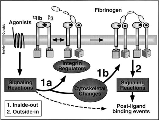Fig. 2. What is integrin signaling? In this cartoon of the platelet membrane interface, arrows labeled 1a and 1b denote inside-out signaling pathways and arrow 2 denotes outside-in signaling pathways. Inside-out signaling increases the affinity (1a) and avidity (1b) of αIIbβ3 for ligands such as fibrinogen. Affinity modulation is depicted hypothetically here as a signal-induced rotation of the β3 subunit to generate and unmask fibrinogen binding sites in the extracellular domains of αIIbβ3. Outside-in signaling triggers a number of postligand binding events and these require cooperative signaling between αIIbβ3 and agonist receptors (hashed arrow).