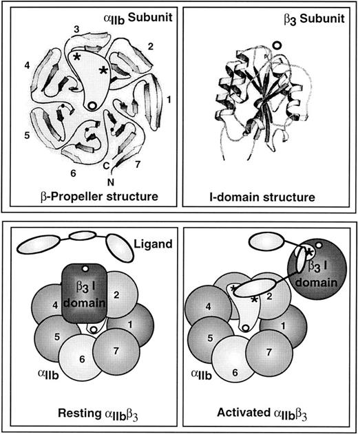 Fig. 3. A model depicting the potential changes in the extracellular domains of αIIbβ3 that are required for high-affinity ligand binding. The top left panel shows an overhead view of the proposed β-propeller domain within the N-terminal segment of αIIb,41 and the top right panel shows the crystal structure of an I-domain,43 a homologue of which appears to be present in the N-terminal segment of β3.42 Open circles denote divalent cations and asterisks denote regions presumed to be directly involved in ligand binding. Thick ribbons are strands of β-sheet, and coiled ribbons are α-helices (adapted from Chothia and Jones172 with permission, from the Annual Review of Biochemistry, Volume 66, ©1997, by Annual Reviews Inc). The bottom panels illustrate potential changes in these domains as αIIbβ3 is converted from a resting state (left panel) to an activated state (right panel). (Adapted from Loftus and Liddington.45 Adapted and reproduced from The Journal of Clinical Investigation, 1997, Vol. 99, pp. 2302, by copyright permission of The American Society for Clinical Investigation.)