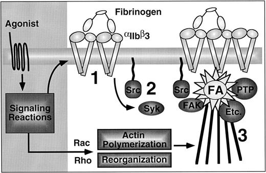 Fig. 5. Outside-in signaling through αIIbβ3 in platelets, emphasizing the sequential nature of the process. First, agonists induce affinity modulation and ligand binding promotes integrin clustering (1). Second, the ligated and clustered integrins trigger early outside-in signaling events, such as activation of Syk and Src (2). Although not shown, this may be associated with filopodial extension. Finally, activation and/or cytoskeletal translocation of FAK, protein tyrosine phosphatases (PTP), and many other important enzymes (Etc.) occurs, coincident with their assembly into mature focal adhesions that are connected to actin stress fibers (3).