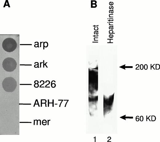 Fig. 2. Syndecan-1 ectodomain is shed from the surface of myeloma cell lines. (A) Presence of shed syndecan-1 ectodomain in the media conditioned by myeloma cell lines. Syndecan-1 was detected using an immuno-dot blot analysis with anti–syndecan-1 antibody (B-B4). (B) Western blot of partially purified syndecan-1 from media conditioned by ark cells probed with B-B4, showing the presence of intact syndecan-1 ectodomain and ectodomain after digestion with heparitinase.