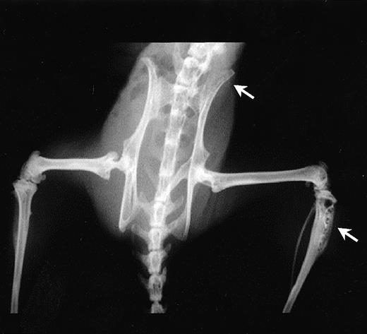 Fig. 10. Radiologic examination of mice injected with ARH-77 cells. Note the presence of lytic bone lesions at the proximal tibia and ilium (arrows) in a representative mice.