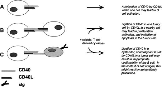 Fig. 7. Model for CLL B-cell tumor growth and antibody production by nonmalignant B cells due to aberrant expression of CD40L in CD40+ CLL B cells. (A) Autoligation of CD40 by CD40L at the CLL B-cell surface, or possibly secreted by the same cell, results in intracellular tumor cell signaling. (B) Ligation of CD40 in one CLL B cell by CD40L in a nearby CLL cell results in tumor cell activation, proliferation, and inhibition of apoptosis. This process is likely to depend also on cytokines derived from nearby T lymphocytes. (C) Ligation of CD40 in a bystander B cell by CLL B-cell–derived CD40L results in activation, differentiation, and antibody production by the nonmalignant cell. As in (B), this process is likely to depend on cytokines derived from nearby T lymphocytes, and on the presence of antigen.