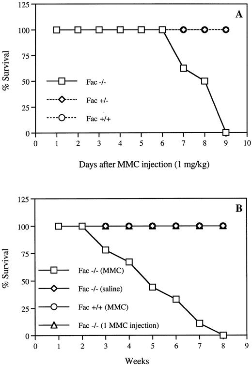 Fig. 1. Hypersensitivity of Fac −/− mice to MMC. (A) Survival curves of Fac +/+, +/−, and −/− mice from different genetic backgrounds after one injection of 1 mg/kg MMC. (B) Survival curves of Fac +/+ and −/− mice from different genetic backgrounds after weekly injections of 0.3 mg/kg MMC. Controls include Fac −/− mice that received weekly saline injections or one single injection of 0.3 mg/kg MMC. Survival is expressed as the percentage of the number of live mice subjected to MMC treatment (n = 17). All control animals survived for up to several months before being killed for histological analysis.