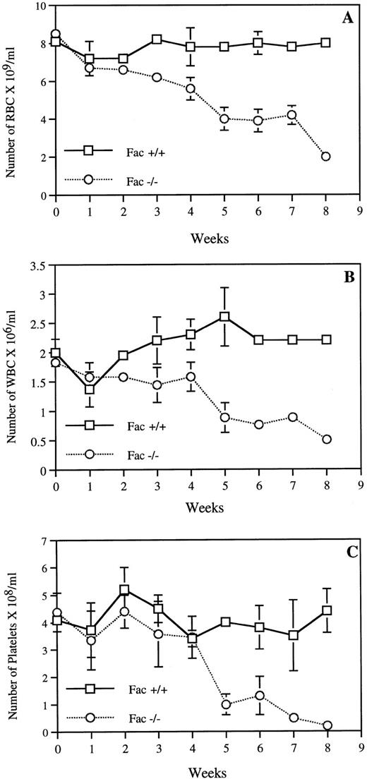 Fig. 2. Peripheral blood parameters of Fac −/− andFac +/+ mice. (A) Red blood cells (RBC), (B) white blood cells (WBC), and (C) platelets. Measurements were made in mice from a 50%/50% 129ag/129R1 background treated with repeated MMC injections (0.3 mg/kg). Results are expressed as the mean number of cells measured in 4 mice. Mice used in this experiment died between 6 and 8 weeks of treatment. All control mice survived for more than 12 weeks before being killed for histological analysis. Fac −/− mice that received a single MMC injection or Fac +/− mice gave similar results as control Fac +/+ mice. Each point represents the mean ± SEM of four separate determinations. The absence of SEM bars represents values too low to appear in the graph.