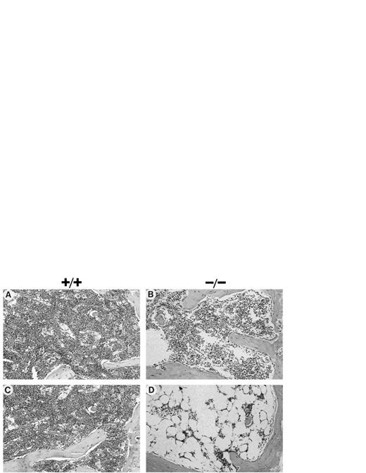 Fig. 3. Histological appearance of tissues from mice after chronic exposure to MMC. Hematoxylin-eosin stained sections of BM (×400) from mice (50%/50% C57Bl/6/129R1 genetic background) after chronic exposure to MMC; 1 (A and B) or 5 (C and D) weekly injections of 0.3 mg/kg MMC. (A and C) Fac +/+; (B and D) Fac−/−.