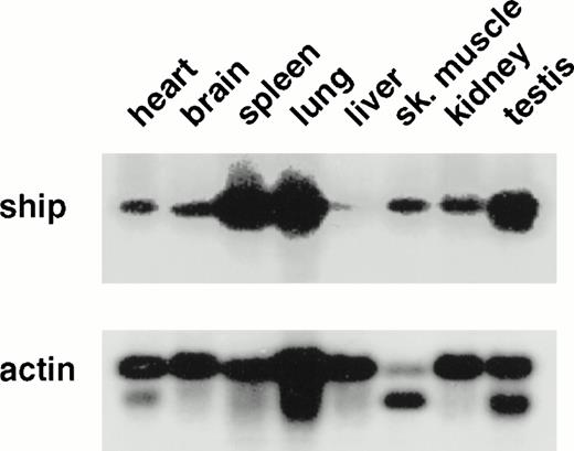 Fig. 1. Northern analysis: 2 μg poly(A+) RNA from various adult mouse tissues was loaded in each lane. A 1.3-kb fragment from the 5′ end of ship cDNA was used as probe. The membrane was reprobed with mouse actin probe to measure the amount of RNA in each lane. The same result was obtained with a 1.5-kb probe from the 3′-end of the ship cDNA clone.