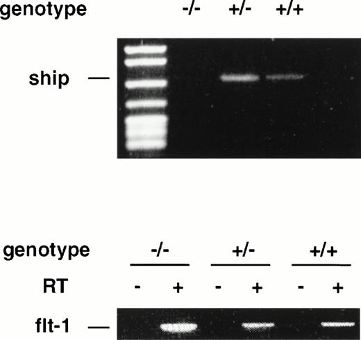 Fig. 4. RT-PCR analysis on RNA isolated from 7.5-dpc embryos of wild-type (+/+), heterozygote (+/−), and homozygote (−/−)flk-1 mutant mice. RT-PCR on flt-1 was included as an internal control for the quality of RNA preparation. RT+ and RT−, with or without reverse transcriptase in reverse transcription.