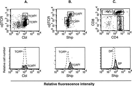 Fig. 6. Flow cytometric analysis on adult lymphocytes. (A) PE-anti-αβTCR and FITC-anti-Cbl double staining on lymphocyte. (B) PE-anti-αβTCR and FITC-anti-Ship double staining on lymphocytes. The αβTCRhi and αβTCRlo populations are gated (indicated in the upper panel as TCRhi and TCRlo), and FITC fluorescence intensity among the gated cell populations are compared by overlay histogram (lower panel). (C) FITC-anti-Ship, PE-anti-CD4, Texas red-anti-CD8 triple-color staining on lymphocytes. CD4+, CD8+, and DP cells are gated as indicated in the upper panel. FITC fluorescence intensity in the gated cell populations, which correspond to the levels ofship expression, is compared in an overlay histogram (lower panel). SP in the lower histogram of panel C represents both CD4+ (solid line) and CD8+ (filled area) cells. Each plot is representative of 5 independent experiments.