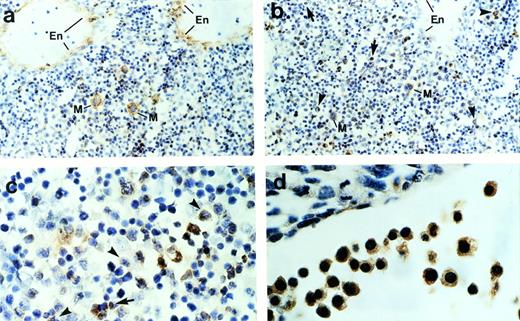Fig. 2. Immunohistochemical staining of sections across the liver from a 15.5-dpc mouse embryo. (a) Section stained with anti–von Willebrand factor antibody. Cells expressing von Willebrand factor are visualized by a brown color. En, endothelial cells; M, megakaryocyte. (b) Sections stained with anti-Ship antibody. Representative Ship-expressing cells with distinctive morphology of granulocyte or monocyte/macrophage are denoted by arrows and arrowheads, respectively. (c) Section as in panel b under higher magnification. (d) Section across yolk sac of a 10.5-dpc mouse embryo stained with anti-Ship antibody. The large round cells with big nuclei are nucleated erythroblasts. Original magnifications: ×200 for a and b; ×400 for c and d.