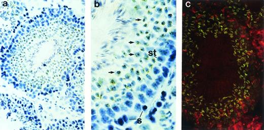 Fig. 3. Immunohistochemical staining with anti-Ship antibody on sections across adult testis. (a) Cross section of a seminiferous tubule shows positive staining within the tubule. (b) Cross section of a seminiferous tubule photographed under higher magnification with basal layer of the tubule on the right, lumen on the left. S, spermatogonia; St, Sertoli cells; arrows point to spermatids. (c) Indirect fluorescence staining with anti-Ship antibody on adjacent section of panel a. ship expression is visualized by the green fluorescence in spermatids. Original magnifications: ×200 for a and c; ×400 for b.