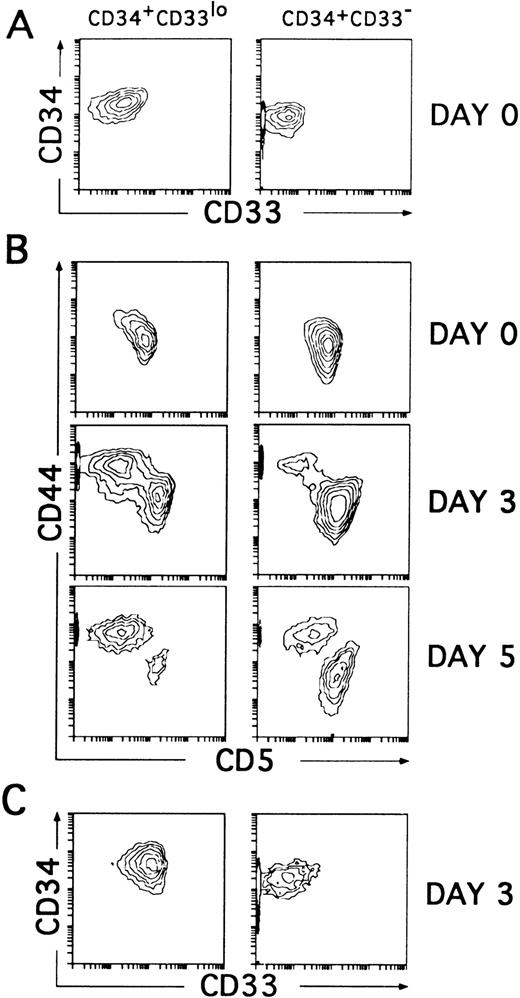 Fig. 2. CD34+CD33lo and CD34+CD33− postnatal thymocytes cultured with multiple cytokines give rise to phenotypically distinct cell progenies. (A) Sorted CD34+CD33lo and CD34+CD33− postnatal thymocytes were reanalyzed for the expression of CD34 and CD33. (B) The correlated expression of CD44 and CD5 was independently analyzed on sorted CD34+CD33lo (left panels) and CD34+CD33− (right panels) cells either before (day 0) or after 3 and 5 days of culture with a mixture of IL-7, IL-1α, IL-6, SCF, and GM-CSF. (C) The correlated expression of CD34 and CD33 was analyzed on electronically gated CD44bright(left panel) and CD44lo (right panel) cell progenies recovered at day 3 from the multicytokine-supported cultures of CD34+CD33lo thymocytes.