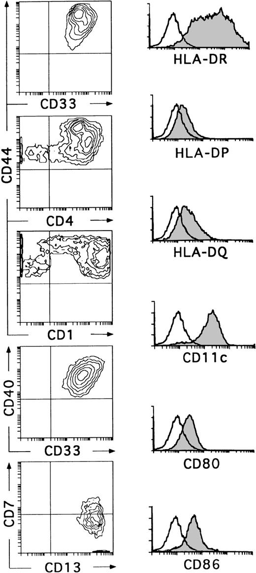 Fig. 3. CD34+CD33lo thymocytes develop efficiently into DCs in multicytokine-supported cultures. CD34+CD33lo thymocytes were cultured for 10 days with the cytokine mixture described in Fig 2. Biparametric histograms on the left show the correlated expression of CD44 and CD33, CD44 and CD4, CD44 and CD1, CD40 and CD33, and CD7 and CD13 on the cultured cells. Background fluorescence values were set by use of FITC- and PE-conjugated isotype-matched irrelevant antibodies. Monoparametric histograms on the right show the expression of HLA-DR, -DP, and -DQ, CD11c, CD80, and CD86 (shaded histograms) on the same cultured cells. Background fluorescence (unshaded histograms) was determined by staining with isotype-matched irrelevant MoAbs plus PE-conjugated goat antimouse Igs.