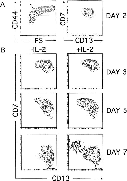 Fig. 6. NK cells and DCs develop simultaneously through a common CD44bright intermediate stage. Cells derived from CD34+CD33lo thymoctes cultured with IL-7, IL-1α, IL-6, SCF, and GM-CSF were recovered at day 2 and cultured for 5 additional days with the same cytokine mixture either with or without IL-2. (A) Shows CD44 expression versus cell size (FS, forward scatter; left plot) and the correlated expression of CD7 and CD13 on electronically gated CD44bright large (forward scatter >350) cells (right plot) at day 2. (B) Shows the kinetics of CD7 and CD13 expression on electronically gated CD44bright large cells recovered at the time points indicated after reculture with the cytokine mixture either with or without IL-2.
