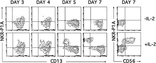 Fig. 7. Induction of NKR-P1A expression on cultured CD34+ CD33lo thymocytes. Cultures of CD34+ CD33lo thymocyes were set up as described in Fig 6. The correlated expression of NKR-P1A and CD13 was analyzed by flow cytometry on electronically gated CD44bright large cells at the indicated time points. Percentages of NKR-P1A+ CD13+ cells recovered at days 3, 4, 5, and 7 were 27%, 22%, 7%, and 5%, respectively, in cultures lacking IL-2; and 29%, 40%, 30%, and 40%, respectively, in cultures containing IL-2. The correlated expression of NKR-P1A and CD56 was analyzed on electronically gated CD44bright large cells recovered under both culture conditions at day 7. Background fluorescence was determined by sequential staining with isotype-matched (IgG1) irrelevant MoAbs, FITC-conjugated goat antimouse IgG1, and PE-conjugated isotype-matched irrelevant MoAbs.