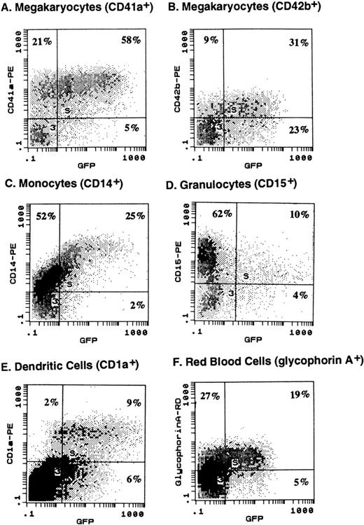 Fig. 1. (A) Expression of GFP by various hematopoietic precursor cells following infection with AdGFP. Human CD34+ cells were expanded in liquid culture in the presence of various cytokine cocktails for 10 days to generate lineage-committed precursor cells. Infection with AdGFP (100 MOI for 12 hours) was performed in serum-free medium. Seventy-two hours after infection, cells were stained with lineage-specific monoclonal antibody and evaluated for GFP expression by the respective differentiation lineage using two-color flow cytometry. Based on two-color dot-plot analysis, 73% of megakaryocytic (CD41a+) precursor (A), 78% of more mature megakaryocyte (CD42b+) (B), 32% of monocytic precursor (CD14+) (C), 14% of myeloid precursor cells (CD15+) (D), 85% of dendritic (CD1a+) (E) cells, and 41% of RBC precursors (glycophorin A+) (F) coexpressed GFP. (B) On average (n = 3 to 4), infection with 50 MOI of AdGFP resulted in GFP expression of 61.9% ± 8.2% of dendritic cells (CD1a+) generated with KL, GM-CSF, and TNF-α; 29.7% ± 4.1% of megakaryocytic cells (CD41a+) generated with TPO, KL, and IL-6; 15.9% ± 6.2% of monocytic cells (CD14+) obtained with GM-CSF, KL, and IL-3; and 26.6% ± 4.0% of glycophorin A+ RBC precursors obtained with KL and EPO.