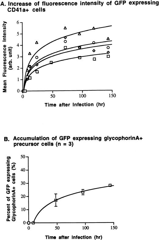 Fig. 2. Kinetics of GFP expression studied in megakaryocytic and erythrocytic precursor cells. Megakaryocytic and RBC precursor cells were infected with various MOIs of AdGFP on day 10 of expansion. Subsequently, expression of GFP by lineage-committed cells was analyzed using two-color flow cytometry. (A) After a lag phase of 2 to 4 hours following infection, mean GFP fluorescence intensity (mean Log FL1) and the number of GFP-expressing megakaryocytes (CD41a+) increased depending on the MOI used for infection and time after infection. Steady-state expression of GFP in CD41a+ was reached 72 to 96 hours after infection. (B) Glycophorin A+ RBC precursor cells expressed GFP with similar kinetics. Following infection with an MOI of 100, the number of GFP+/glycophorin A+ cells increased continuously after a lag phase of 8 hours. Maximal transgene expression is reached 96 to 144 hours after infection. (□, MOI 10; ◊, MOI 50; ○, MOI 100; ▵, MOI 500).