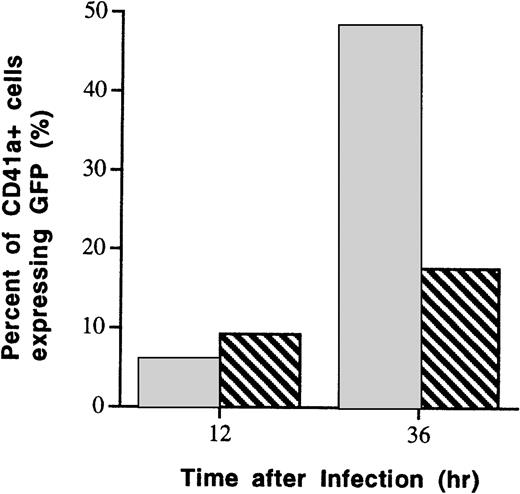 Fig. 3. Suppression of AdGFP infection by blocking of VnR (αvβ3 integrin). VnR expressed on megakaryocytic precursor cells was blocked with a saturable dose of monoclonal antibody to VnR (L203) before incubation of the cells with AdGFP (500 MOI). As assessed by flow cytometry 36 hours after infection, the number of GFP-expressing megakaryocytic cells (CD41a+) was reduced from 50% in control culture to 18% in culture that was preincubated with VnR antibodies. (□) Preincubation with anti-VnR antibody (0.1 μg/mL). (▧) No anti-VnR antibody.