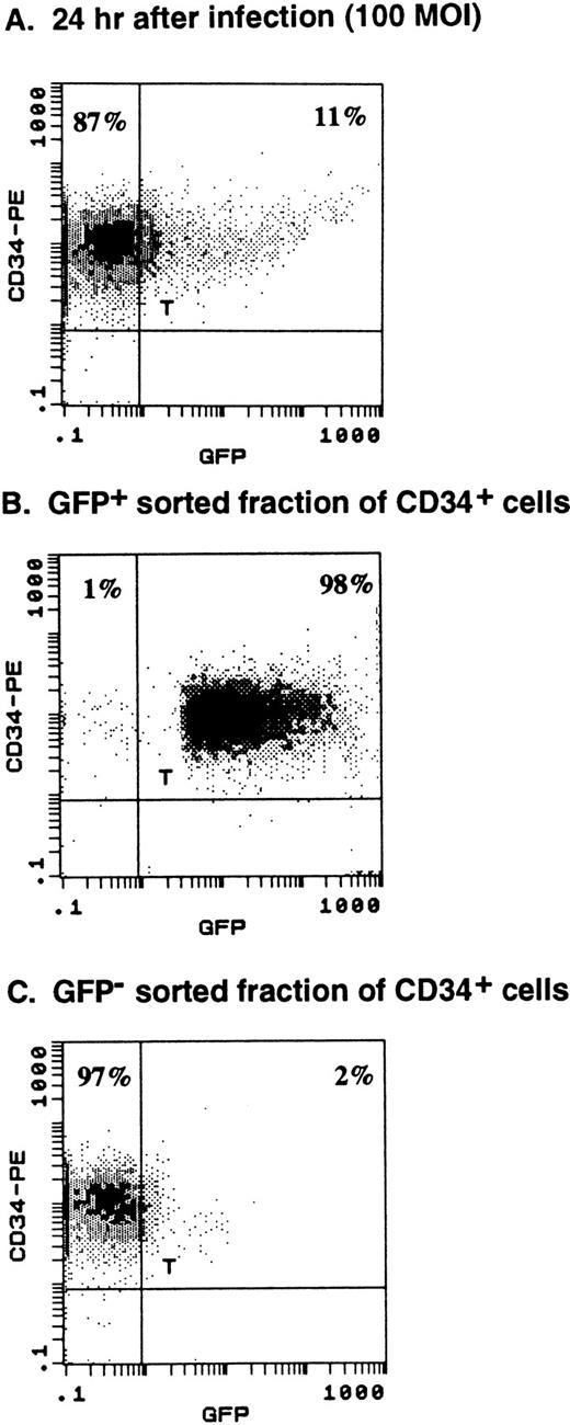Fig. 4. Cell sorting of GFP-expressing CD34+ cells. Purified CD34+ cells were infected with 100 MOI of AdGFP and analyzed 24 hours after infection for GFP expression. (A) Eleven percent of CD34+ cells expressed GFP, allowing sorting of the cells into GFP+ and GFP− fractions. (B) Reanalysis after cell sorting showed 98% purity of the GFP-expressing population of CD34+ cells. (C) The GFP−fraction was 97% pure.