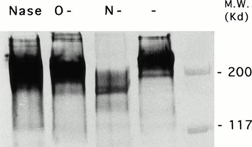Fig. 3. Immunochemical characterization of CD148 molecule. Adult human PBMCs were surface biotinylated and CD148 molecule was immunoprecipitated by using 143-41–coupled CNBr-activated Sepharose 4B. Sample aliquots were subjected to treatment with N-endoglycosidase F (lane 3), O-endoglycosidase (lane 2), and neuraminidase (lane 1) as described in the Materials and Methods. Next, samples were analyzed on a 5% SDS-polyacrylamide gel under reducing conditions before (lane 4) and after glycanase treatment (lanes 1, 2, and 3), followed by electrophoretic transfer of proteins onto Immobilon-P. After blocking and incubating with streptavidin-peroxidase, the Western blots were developed using diaminobenzidine with cobalt enhancement.