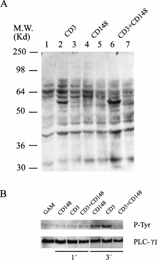Fig. 10. Protein tyrosine phosphorylation induced by CD148 crosslinking. (A) Cells were incubated without (lane 1) or with (lanes 2 to 7) 10 μg of the different monoclonal antibodies for 15 minutes at 4°C followed by the addition of crosslinking rabbit antimouse Igs. Incubation was terminated after 1 minute (lanes 2, 4, and 6) and 5 minutes (lanes 3, 5, and 7). Proteins were resolved by SDS-PAGE followed by antiphosphotyrosine immunoblotting. (B) PLC-γ1 was immunoprecipitated from cells stimulated during 1 and 3 minutes and analyzed by Western blot with an antiphosphotyrosine antibody and, after stripping, with an anti–PLC-γ1.