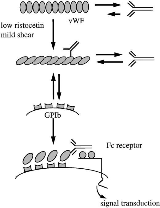 Fig. 8. Representation of antibody mediated activation of platelets via autoimmune antibodies against vWF: antibodies stabilize vWF bound to GPIb on the platelet surface via Fc-mediated interactions and induce FcγRII receptor-mediated platelet activation.