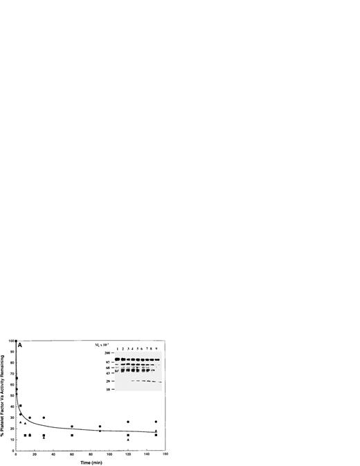 Fig. 1. APC-catalyzed inactivation of platelet-derived factor Va and factor VaLeiden bound to phospholipid vesicles. Platelets (1 × 109/mL) from normal (n = 3) or homozygous factor VLeiden individuals (n = 3) were treated with 5 NIH U/mL (50 nmol/L) of α-thrombin for 5 minutes to both activate the platelets and release and activate the platelet-derived factor V. Hirudin (60 nmol/L) was then added to inhibit thrombin. The activated platelets were immediately removed from suspension by gentle centrifugation (1,100g for 5 minutes), and PCPS vesicles (20 μmol/L) were added to the supernatant to provide an appropriate alternate anticoagulant surface. APC (0.25 nmol/L) was added and at selected time points residual cofactor activity was monitored in a prothrombinase assay using purified protein components with saturating amounts of factor Xa (5 nmol/L) and PCPS vesicles (20 μmol/L) as previously described.836 At the same time intervals, samples of the reaction mixture were withdrawn and subjected to SDS-PAGE using a 5% to 15% gradient gel. After transfer to nitrocellulose, fragments were visualized using an MoAb (αHFVaHC#6), as described,252944 that recognizes an epitope on the heavy chain of factor Va between amino acids 307-506. The line drawn through the inactivation profiles (A and B) represents the average of the three donors at each given time point and does not represent an attempt to fit the data to a first-order rate equation. The data points were normalized to the initial concentration of released cofactor for each donor. In (A), each of the symbols represents the time-dependent, APC-catalyzed inactivation of the platelet-derived factor Va cofactor activity from three normal donors (initial cofactor concentrations: 0.88, 0.91, and 2.70 nmol/L). The inset represents the proteolytic fragments derived from the inactivation on PCPS vesicles as visualized using immunoblotting techniques. Lane 1, platelet-derived factor Va, no APC; lanes 2 through 9, membrane-bound platelet-derived factor Va with APC for 1, 5, 10, 15, 30, 60, 90, and 120 minutes. In (B), each of the symbols represents the time-dependent, APC-catalyzed inactivation of the platelet-derived factor VaLeiden cofactor activity from three factor VLeiden donors (initial cofactor concentrations: 0.81, 0.91, and 1.30 nmol/L). The inset represents the proteolytic fragments derived from the inactivation on PCPS vesicles. Lane 1, platelet-derived factor VaLeiden, no APC; lanes 2 through 10, membrane-bound platelet-derived factor VaLeiden with APC for 1, 5, 10, 15, 30, 60, 90, and 120 minutes. The position of the molecular weight markers are indicated at the left of the insets. Controls here, and in other experiments, indicated that, in the absence of APC, platelet-derived factor Va and factor VaLeidenretained full cofactor activity throughout the time course either in the presence of PCPS vesicles or thrombin-activated platelets.