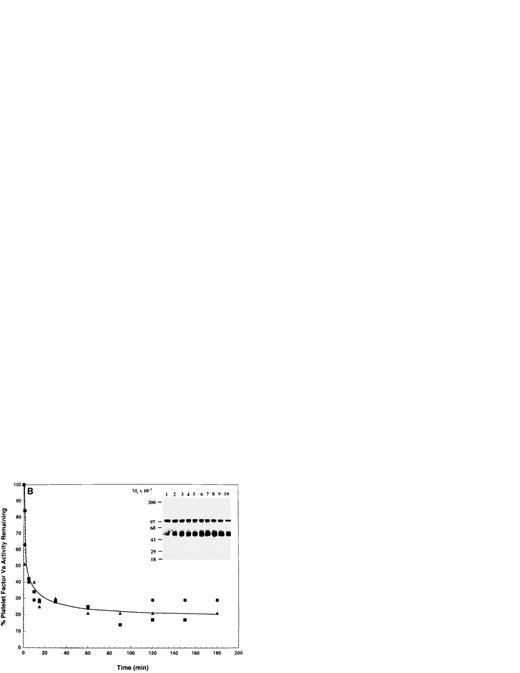 Fig. 1. APC-catalyzed inactivation of platelet-derived factor Va and factor VaLeiden bound to phospholipid vesicles. Platelets (1 × 109/mL) from normal (n = 3) or homozygous factor VLeiden individuals (n = 3) were treated with 5 NIH U/mL (50 nmol/L) of α-thrombin for 5 minutes to both activate the platelets and release and activate the platelet-derived factor V. Hirudin (60 nmol/L) was then added to inhibit thrombin. The activated platelets were immediately removed from suspension by gentle centrifugation (1,100g for 5 minutes), and PCPS vesicles (20 μmol/L) were added to the supernatant to provide an appropriate alternate anticoagulant surface. APC (0.25 nmol/L) was added and at selected time points residual cofactor activity was monitored in a prothrombinase assay using purified protein components with saturating amounts of factor Xa (5 nmol/L) and PCPS vesicles (20 μmol/L) as previously described.836 At the same time intervals, samples of the reaction mixture were withdrawn and subjected to SDS-PAGE using a 5% to 15% gradient gel. After transfer to nitrocellulose, fragments were visualized using an MoAb (αHFVaHC#6), as described,252944 that recognizes an epitope on the heavy chain of factor Va between amino acids 307-506. The line drawn through the inactivation profiles (A and B) represents the average of the three donors at each given time point and does not represent an attempt to fit the data to a first-order rate equation. The data points were normalized to the initial concentration of released cofactor for each donor. In (A), each of the symbols represents the time-dependent, APC-catalyzed inactivation of the platelet-derived factor Va cofactor activity from three normal donors (initial cofactor concentrations: 0.88, 0.91, and 2.70 nmol/L). The inset represents the proteolytic fragments derived from the inactivation on PCPS vesicles as visualized using immunoblotting techniques. Lane 1, platelet-derived factor Va, no APC; lanes 2 through 9, membrane-bound platelet-derived factor Va with APC for 1, 5, 10, 15, 30, 60, 90, and 120 minutes. In (B), each of the symbols represents the time-dependent, APC-catalyzed inactivation of the platelet-derived factor VaLeiden cofactor activity from three factor VLeiden donors (initial cofactor concentrations: 0.81, 0.91, and 1.30 nmol/L). The inset represents the proteolytic fragments derived from the inactivation on PCPS vesicles. Lane 1, platelet-derived factor VaLeiden, no APC; lanes 2 through 10, membrane-bound platelet-derived factor VaLeiden with APC for 1, 5, 10, 15, 30, 60, 90, and 120 minutes. The position of the molecular weight markers are indicated at the left of the insets. Controls here, and in other experiments, indicated that, in the absence of APC, platelet-derived factor Va and factor VaLeidenretained full cofactor activity throughout the time course either in the presence of PCPS vesicles or thrombin-activated platelets.