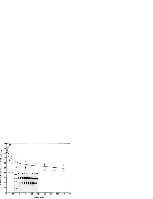 Fig. 2. APC-catalyzed inactivation of platelet-derived factor Va and factor VaLeiden bound to thrombin-activated platelets. Platelets (1 × 109/mL) in the presence of RGDS peptide (1 mmol/L) from normal (A; n = 3) and factor VLeidenindividuals (B; n = 3) were treated with 5 NIH U/mL (50 nmol/L) of α-thrombin for 5 minutes. Hirudin (60 nmol/L) was then added to inhibit thrombin. The resulting thrombin-activated platelets were then used as the required membrane surface for the APC-catalyzed inactivation of platelet-derived factor Va. APC (0.25 nmol/L) was added and residual cofactor activity and proteolytic fragments derived from APC-catalyzed inactivation were monitored as described in Fig 1. The line drawn through the inactivation profiles (A and B) represents the average of the three donors at each given time point and does not represent an attempt to fit the data to a first-order rate equation. The data points were normalized to the initial concentration of released cofactor for each donor. In (A), each of the symbols represents the time-dependent, APC-catalyzed inactivation of the platelet-derived factor Va cofactor activity from three normal donors (initial cofactor concentrations: 1.40, 1.90, and 2.30 nmol/L). The inset represents the proteolytic fragments derived from the inactivation on thrombin-activated platelets. Lane 1, platelet-derived factor Va, no APC; lanes 2 through 9, platelet-bound platelet-derived factor Va with APC for 1, 5, 10, 15, 30, 90, 120, and 180 minutes. In (B), each of the symbols represents the platelet-derived factor VaLeiden cofactor activity from three factor VLeiden donors (initial cofactor concentrations: 0.91, 0.93, and 1.40 nmol/L). The inset represents the proteolytic fragments derived from the inactivation on thrombin-activated platelets. Lane 1, platelet-derived factor VaLeiden, no APC; lanes 2 through 10, platelet-bound platelet-derived factor VaLeiden with APC for, 1, 5, 10, 15, 30, 90, 120, 150, and 180 minutes. The position of the molecular weight markers are indicated at the left of the insets.