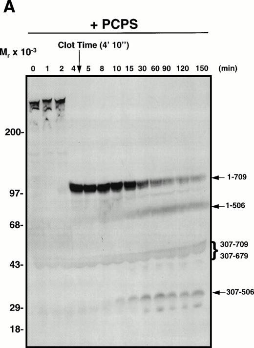 Fig. 6. APC-catalyzed inactivation of plasma-derived factor Va subsequent to clot formation in the presence of PCPS vesicles or platelets. Pooled normal human plasma was diluted (1:10) in a glass test tube with 20 mmol/L HEPES/0.15 mol/L NaCl, pH 7.4. Phospholipid vesicles (PCPS; 10 μmol/L; A and C) or washed normal human platelets (1 × 108/mL; B and D) were added. CaCl2 (5 mmol/L, final) was then added to initiate clot formation, which was observed visually. In (C) and (D), exogenous APC (2.0 nmol/L) was added subsequent to clot formation as indicated by the arrow above the blots. At selected time intervals (indicated above each gel), samples of the reaction mixture were analyzed by SDS-PAGE and Western blotting techniques with MoAb α-HFVaHC#17, as described.45 The position of the molecular weight markers are indicated at the left of each blot and residue numbers corresponding to factor Va fragments are given at the right of each blot. Fragments migrating at approximately 45 kD and approximately 40 kD, which represent amino acids 307-709 and 307-679, respectively, normally migrate at approximately 60 kD and approximately 54 kD. However, because we are working with dilute plasma, the mobility of these fragments appears increased because of the high concentration of albumin present.