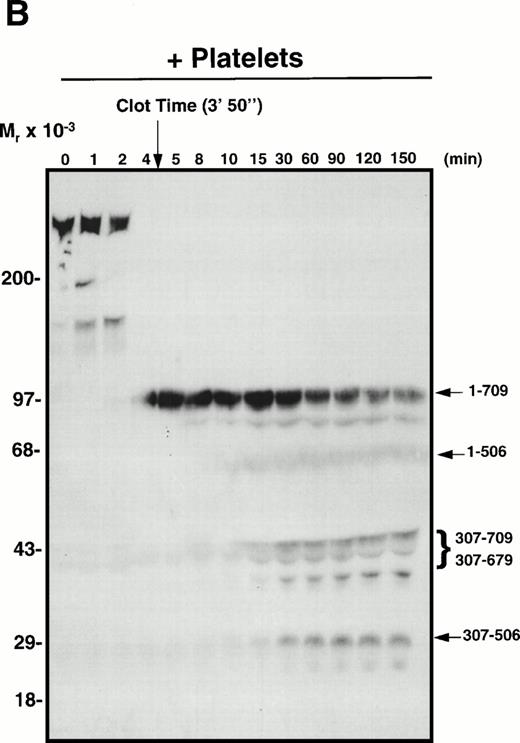 Fig. 6. APC-catalyzed inactivation of plasma-derived factor Va subsequent to clot formation in the presence of PCPS vesicles or platelets. Pooled normal human plasma was diluted (1:10) in a glass test tube with 20 mmol/L HEPES/0.15 mol/L NaCl, pH 7.4. Phospholipid vesicles (PCPS; 10 μmol/L; A and C) or washed normal human platelets (1 × 108/mL; B and D) were added. CaCl2 (5 mmol/L, final) was then added to initiate clot formation, which was observed visually. In (C) and (D), exogenous APC (2.0 nmol/L) was added subsequent to clot formation as indicated by the arrow above the blots. At selected time intervals (indicated above each gel), samples of the reaction mixture were analyzed by SDS-PAGE and Western blotting techniques with MoAb α-HFVaHC#17, as described.45 The position of the molecular weight markers are indicated at the left of each blot and residue numbers corresponding to factor Va fragments are given at the right of each blot. Fragments migrating at approximately 45 kD and approximately 40 kD, which represent amino acids 307-709 and 307-679, respectively, normally migrate at approximately 60 kD and approximately 54 kD. However, because we are working with dilute plasma, the mobility of these fragments appears increased because of the high concentration of albumin present.