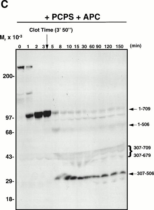 Fig. 6. APC-catalyzed inactivation of plasma-derived factor Va subsequent to clot formation in the presence of PCPS vesicles or platelets. Pooled normal human plasma was diluted (1:10) in a glass test tube with 20 mmol/L HEPES/0.15 mol/L NaCl, pH 7.4. Phospholipid vesicles (PCPS; 10 μmol/L; A and C) or washed normal human platelets (1 × 108/mL; B and D) were added. CaCl2 (5 mmol/L, final) was then added to initiate clot formation, which was observed visually. In (C) and (D), exogenous APC (2.0 nmol/L) was added subsequent to clot formation as indicated by the arrow above the blots. At selected time intervals (indicated above each gel), samples of the reaction mixture were analyzed by SDS-PAGE and Western blotting techniques with MoAb α-HFVaHC#17, as described.45 The position of the molecular weight markers are indicated at the left of each blot and residue numbers corresponding to factor Va fragments are given at the right of each blot. Fragments migrating at approximately 45 kD and approximately 40 kD, which represent amino acids 307-709 and 307-679, respectively, normally migrate at approximately 60 kD and approximately 54 kD. However, because we are working with dilute plasma, the mobility of these fragments appears increased because of the high concentration of albumin present.
